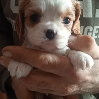 Cuccioli di Cavalier King da privato
