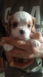 Cuccioli di Cavalier King da privato