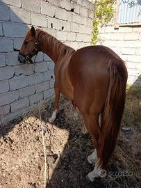 Cavallo Maschio 3/4 Quarter