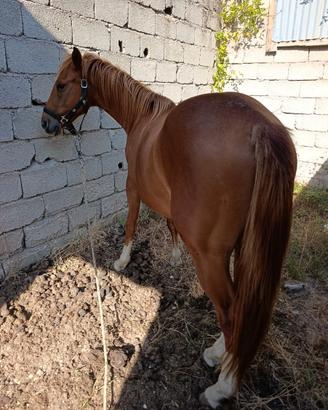 Cavallo Maschio 3/4 Quarter