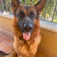 Pastore tedesco per monta