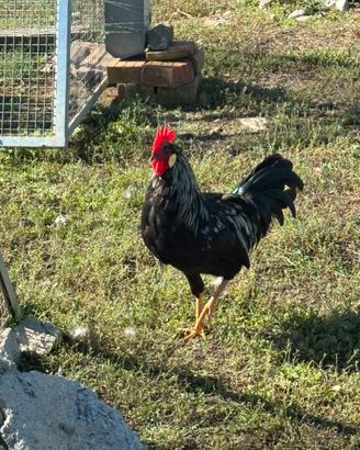 Galli e galline