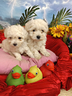cuccioli-colore-crema-molto-chiaro-maltipoo