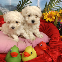 Cuccioli Colore Crema Molto Chiaro Maltipoo