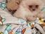 Immagine 1
