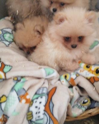 Spitz Pomerania