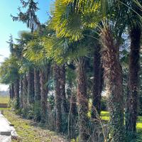Palme da Giardino