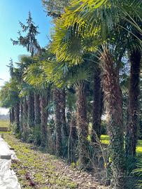 Palme da Giardino
