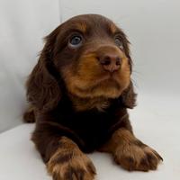 Bassotto a pelo lungo cioccolato pedigree