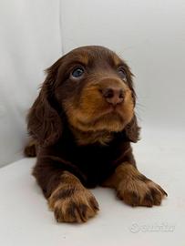 Bassotto a pelo lungo cioccolato pedigree