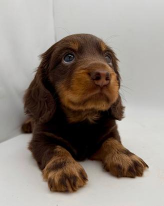 Bassotto a pelo lungo cioccolato pedigree