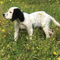 Cucciolo setter inglese