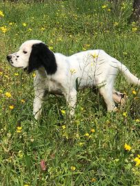 Cucciolo setter inglese