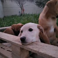 Batuffoli chiari simil labrador