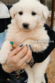 Cuccioli due mesi vogliono amore