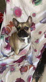 Bulldog francese