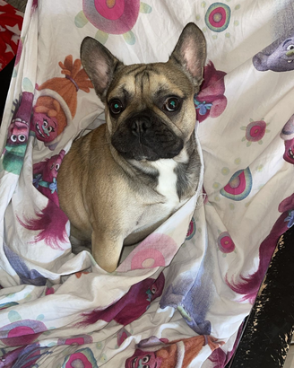 Bulldog francese