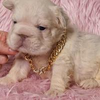 Bulldog Francese Fluffy Big Rope - Cuccioli selez