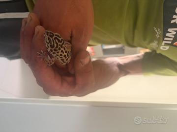 Gechi leopardino coppia già riproduttiva