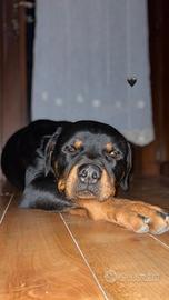 Cessione gratuita di proprietà Rottweiler Maschio