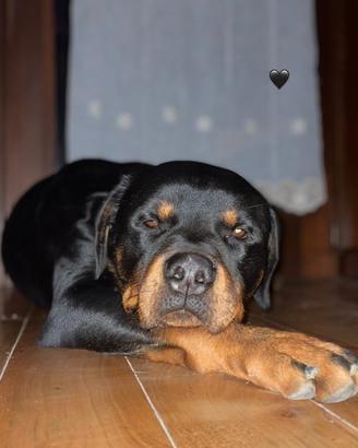 Cessione gratuita di proprietà Rottweiler Maschio