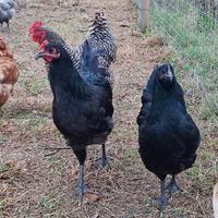 Galli & Galline Australorp