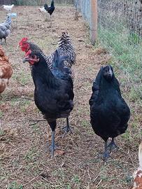 Galli & Galline Australorp