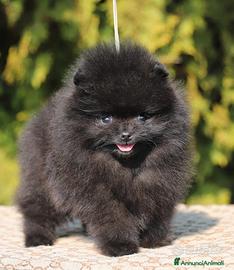 Spitz di pomerania Nano taglia Toy