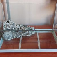 Teca Tartaruga d'acqua + omaggio