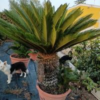 Pianta di cycas revoluta esemplare 