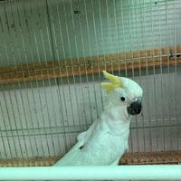 Cacatua bianco ed altri pappagalli