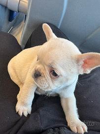 Bulldog francese