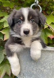 Pastore australiano/ australian sheperd