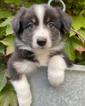 Pastore australiano/ australian sheperd