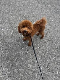 Cane barboncino