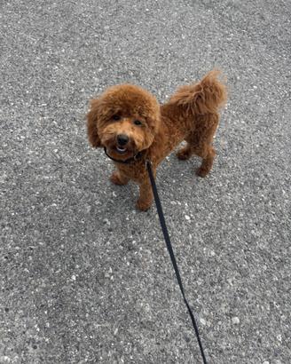 Cane barboncino