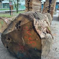 pianta intera in tronco di rovere