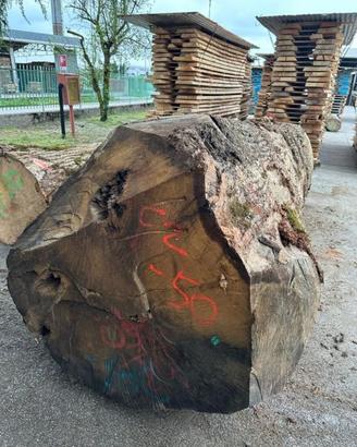 pianta intera in tronco di rovere