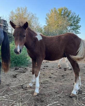 Pony shetland maschio 6 mesi