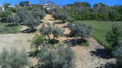 Terreno con uliveti