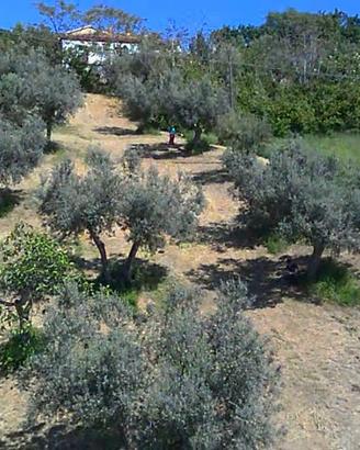 Terreno con uliveti