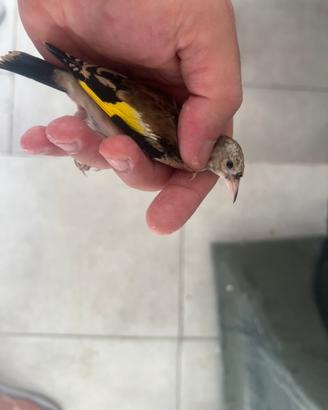 Cardellino favato