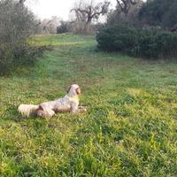 Cane da caccia. Setter b/a