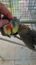 Calopsite allevate a mano da compagnia