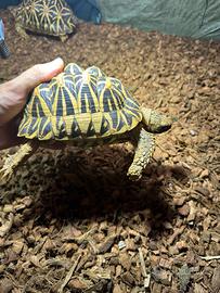 Tartaruga Geochelone elegans