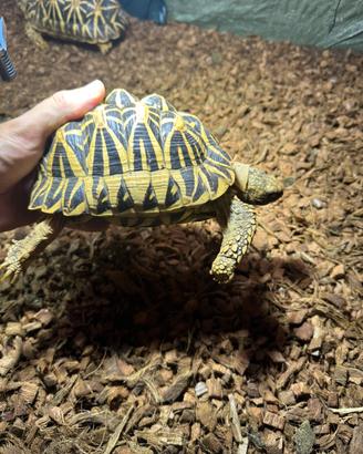 Tartaruga Geochelone elegans