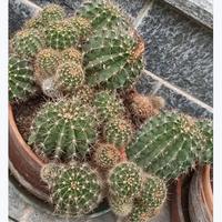 Echinopsis pianta grassa che fa fiori 