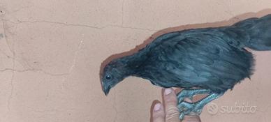 Ayam Cemani