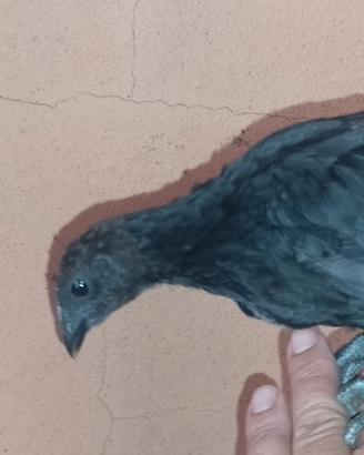 Ayam Cemani
