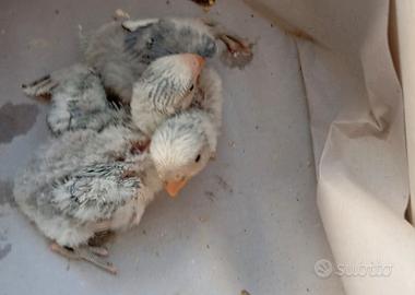 Inseparabili pappagalli pulli